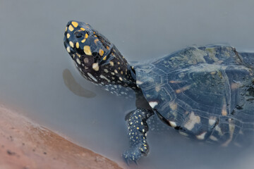 Black Pond Turtle Geoclemys hamiltonii Endangered IUCN Red List Threatened Species Indus River Pakistan freshwater turtle habitat loss poaching illegal trade South Asia reptile wetland