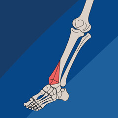 Bone illustration of a human ankle with a red highlight on a blue background representing anatomy concept