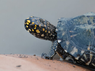 Black Pond Turtle Geoclemys hamiltonii Endangered IUCN Red List Threatened Species Indus River Pakistan freshwater turtle habitat loss poaching illegal trade South Asia reptile wetland