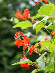 Runner beans growing and flowering on an allotment plot