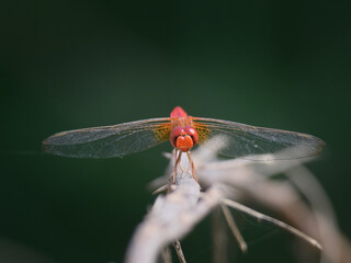 Dragonfly rests near crops trees village field in Pakistan common rural farmland dragonflies natural pest hunters familiar sight warm humid cultivated areas