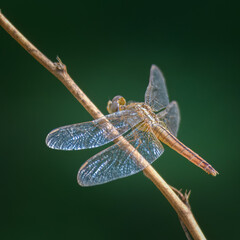Dragonfly rests near crops trees village field in Pakistan common rural farmland dragonflies natural pest hunters familiar sight warm humid cultivated areas
