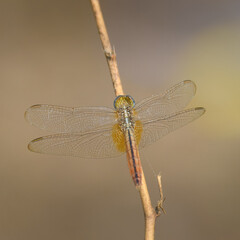 Dragonfly rests near crops trees village field in Pakistan common rural farmland dragonflies natural pest hunters familiar sight warm humid cultivated areas