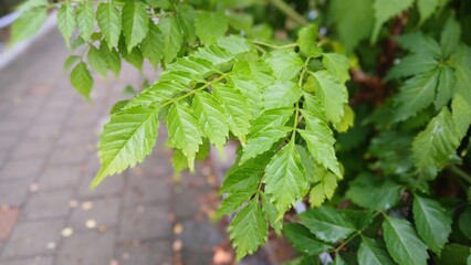 Close-Up of Vibrant Green Leaf with Water Droplets in Sunlight