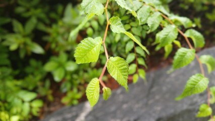 Close-Up of Vibrant Green Leaf with Water Droplets in Sunlight