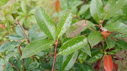 Close-Up of Vibrant Green Leaf with Water Droplets in Sunlight
