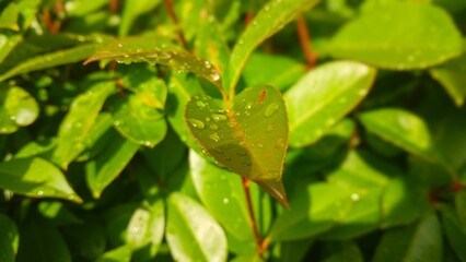 Close-Up of Vibrant Green Leaf with Water Droplets in Sunlight