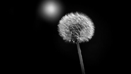 Obraz premium Black and white close up of a dandelion seed head with soft light