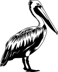 Black and White Pelican Silhouette Illustration