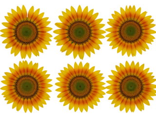 Six vibrant sunflowers with yellow and orange petals arranged in two rows isolated on transparent background