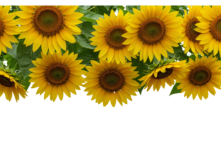 Vibrant yellow sunflowers with green leaves arranged in a row isolated on transparent background