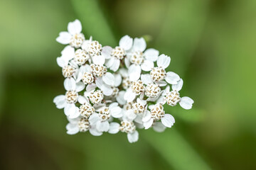Makroaufnahme von kleinen Blumen