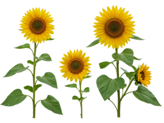 Group of four sunflowers with green stems and leaves isolated on transparent background