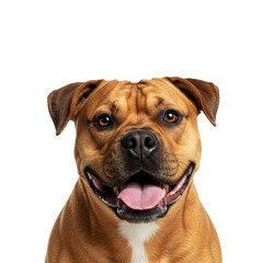Obraz premium Close-up portrait American Bulldog dog on white background