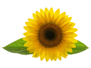 Obraz premium Bright yellow sunflower with green leaves isolated on transparent background