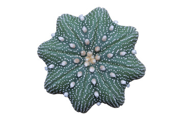 Top view of Astrophytum asterias star-shape isolated on transparent background png file