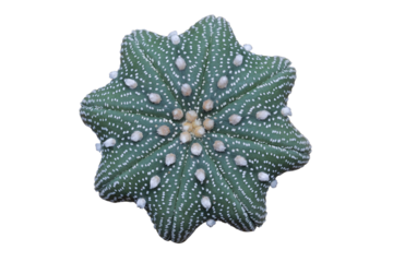 Top view of Astrophytum asterias star-shape isolated on transparent background png file