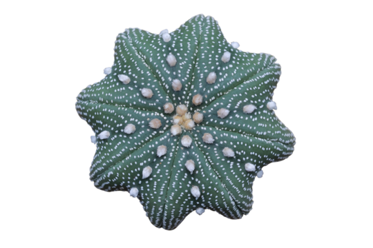 Top view of Astrophytum asterias star-shape isolated on transparent background png file