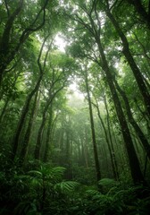 Obraz premium Lush Green Rainforest Canopy with Sunlight Streaming Through
