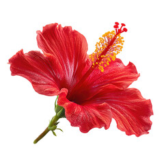 Vibrant Red Hibiscus Flower with Detailed Petals and a Prominent Yellow Stamen, Symbolizing Tropical Beauty and Delicate Nature, Ideal for Botanical Art, Floral Decor, or Serene Garden-Themed Designs.