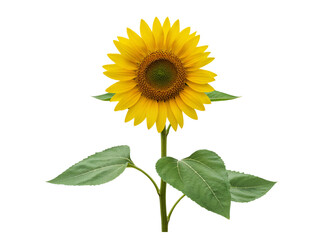 Obraz premium A single bright yellow sunflower with green leaves and stem isolated on transparent background