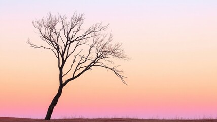 Lone tree in the distance with outstretched leafless branches against a faded evening sky