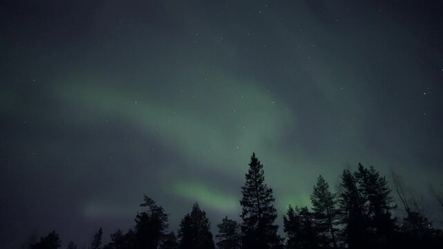 Auroras above treetops, real-time video