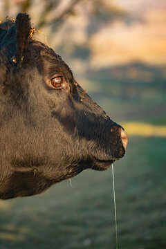 Vertical portrait of Black Angus cow with drool