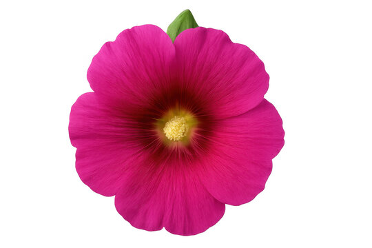 Pink hollyhock bloom revealing soft, ruffled petals with golden yellow center against transparent background