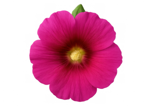 Pink hollyhock bloom revealing soft, ruffled petals with golden yellow center against transparent background