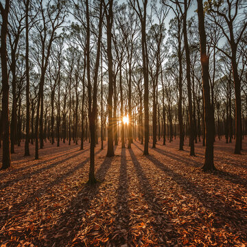 Photorealistic image of dense sal forest in Bastar, Chhattisgarh, with dry leaves on the ground, tall trees in rhythmic lines, and golden sunset light casting dramatic shadows