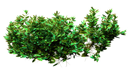 Obraz premium 3D Rendering Sage Plant on White