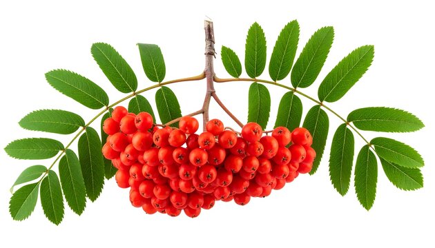 Vibrant rowan berries cluster on branch