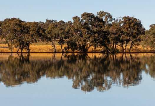 Row of trees reflected in the still water in the morning light