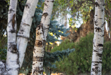 Birch trunks infront of an ever green trees background