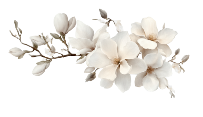 Delicate magnolia blossoms on a branch.  Soft, muted white flowers with detailed textures, set against a black background.  A stylized botanical illustration
