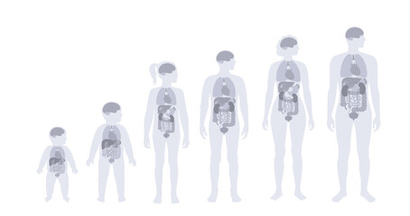 Internal organs in the human body