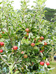 an apple tree with many apples on it growing on an allotment