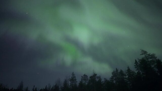 Pulsating auroras above treetops, real-time video