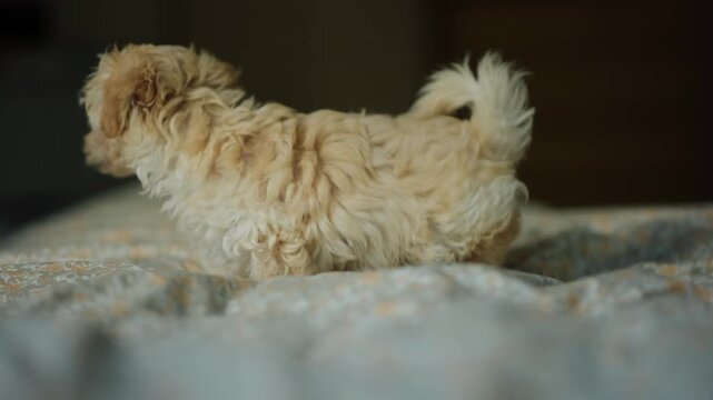 Cute small puppy plays on soft bed, showcasing playful antics and adorable energy in cozy indoor setting