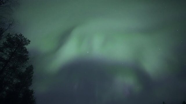 Pulsating auroras above treetops, real-time video
