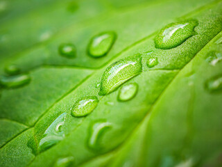 Macro image of water droplets on green leaves, close-up of rainy season drops rainwater on the green leaf