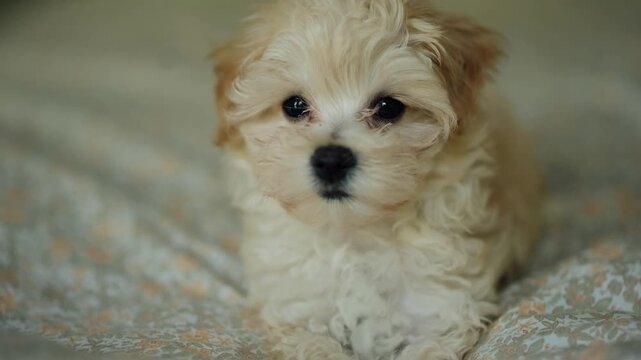 Cute puppy exploring soft blankets in a cozy indoor setting, capturing playful moments of joy
