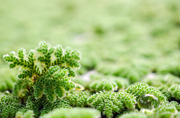 Close-up of Mosquito ferns background, Detail of water mosquito fern, fairy moss, freshwater aquatic Azolla. Green Mosquito ferns