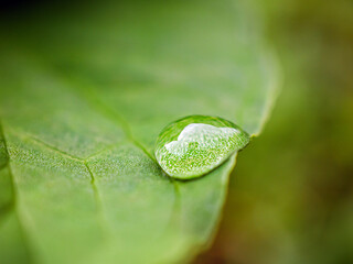 Macro image of water droplets on green leaves, close-up of rainy season drops rainwater on the green leaf
