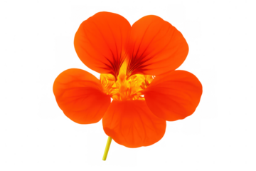 Orange nasturtium flower with transparent background, showcasing its vibrant petals and delicate details