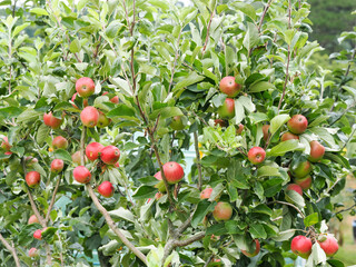 an apple tree with many apples on it growing on an allotment