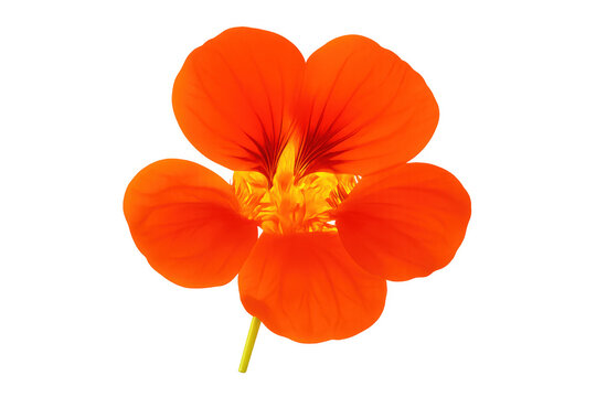 Orange nasturtium flower with transparent background, showcasing its vibrant petals and delicate details