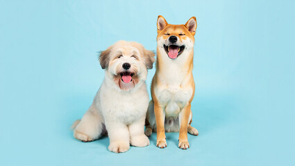 Fototapeta premium Two happy dogs sitting together on a bright blue background