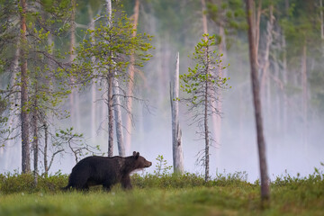 Brown Bear Walking Through Misty Forest at Dawn